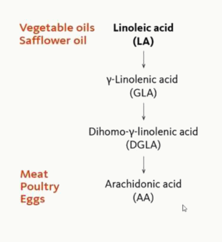 Série oméga-6 : de l'acide linoléique à l'acide arachidonique par élongations et désaturations