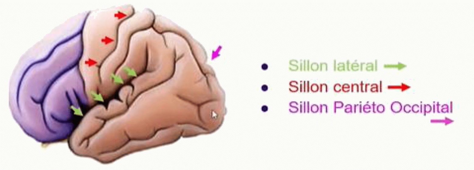 Sillons latéral, central et pariéto-occipital délimitant les lobes