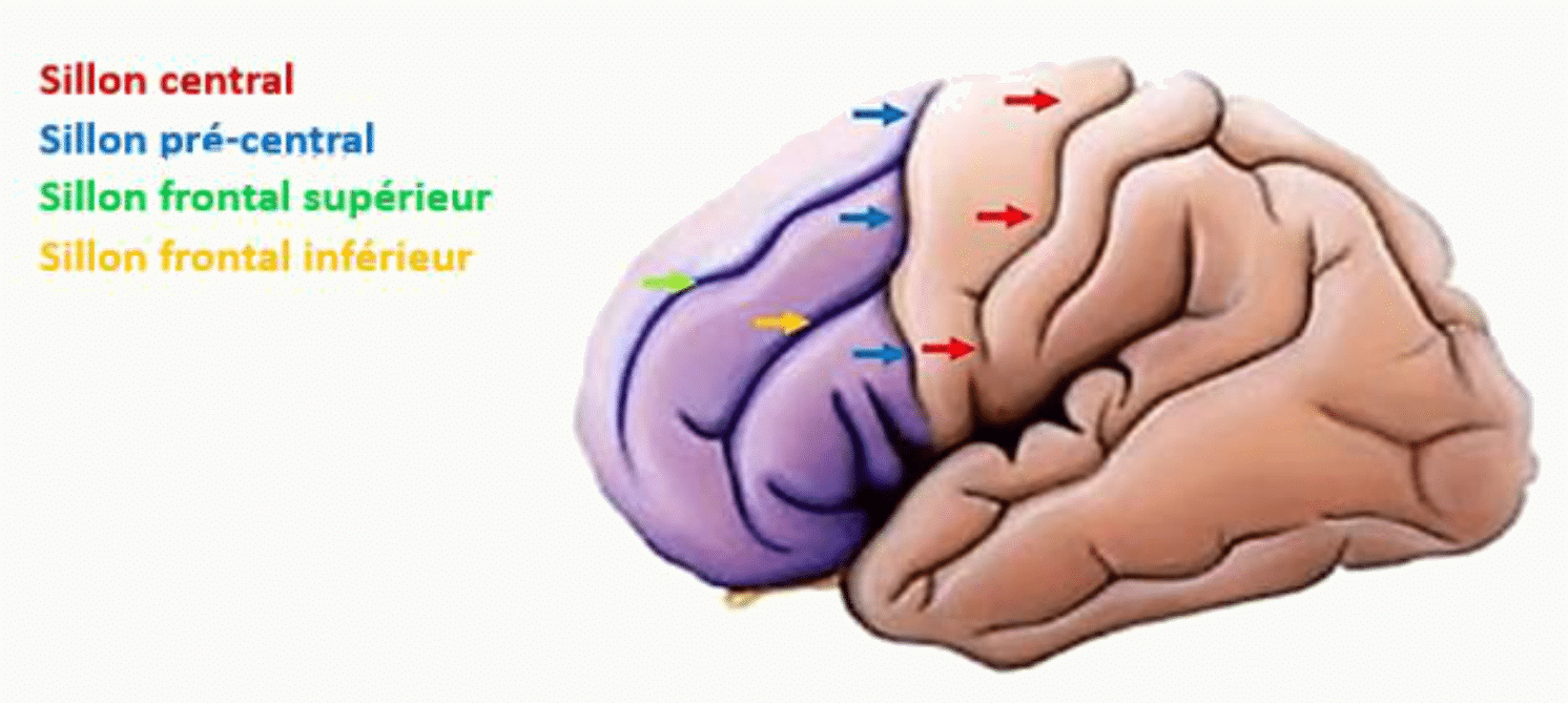 Sillons pré-central, post-central, frontal supérieur et frontal inférieur