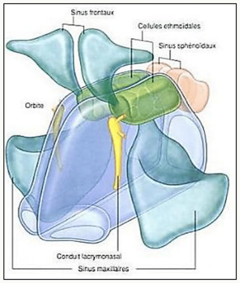 Sinus frontaux, ethmoïdaux, sphénoïdal et maxillaires et conduit lacrymo-nasal