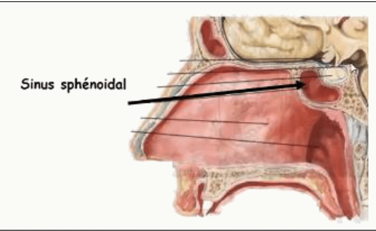 Sinus sphénoïdal creusé dans le corps du sphénoïde, en coupe sagittale