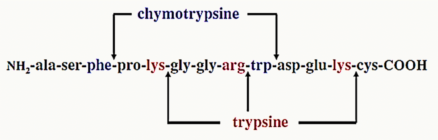 Sites de clivage de la trypsine et de la chymotrypsine sur un peptide
