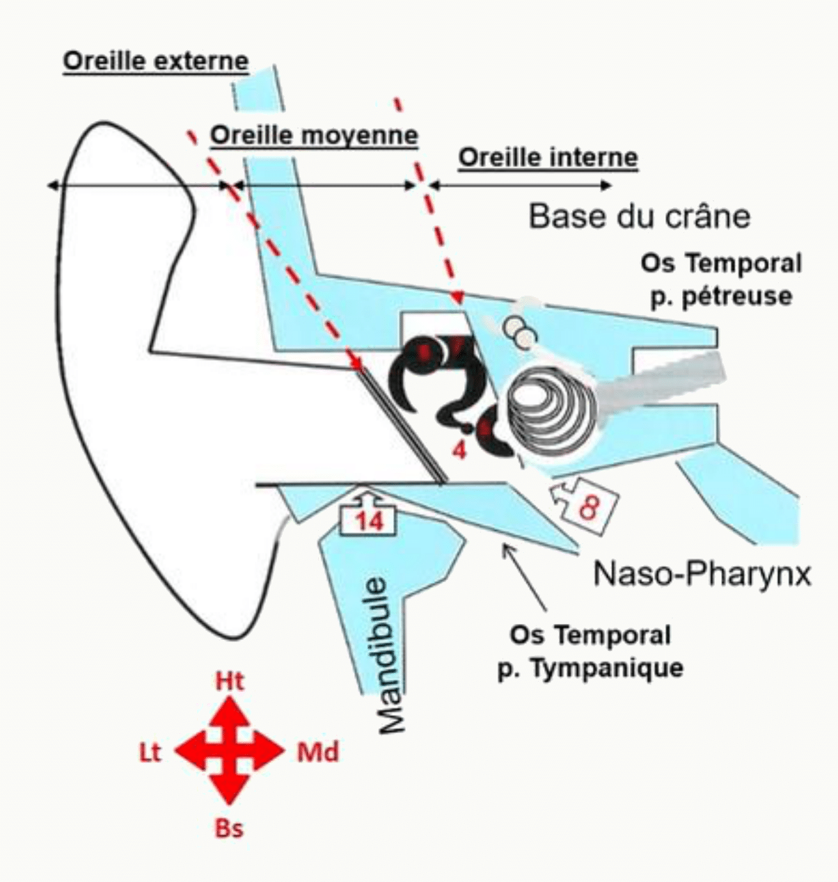 Situation de l'oreille moyenne et interne dans les parties pétreuse et tympanique de l'os temporal