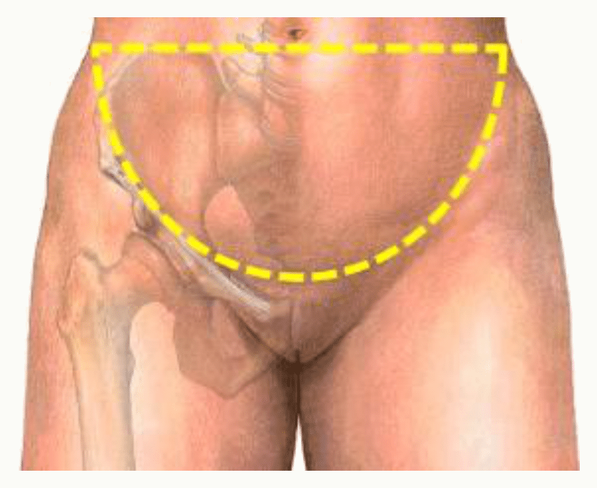 Situation du pelvis sur le corps et repères de surface