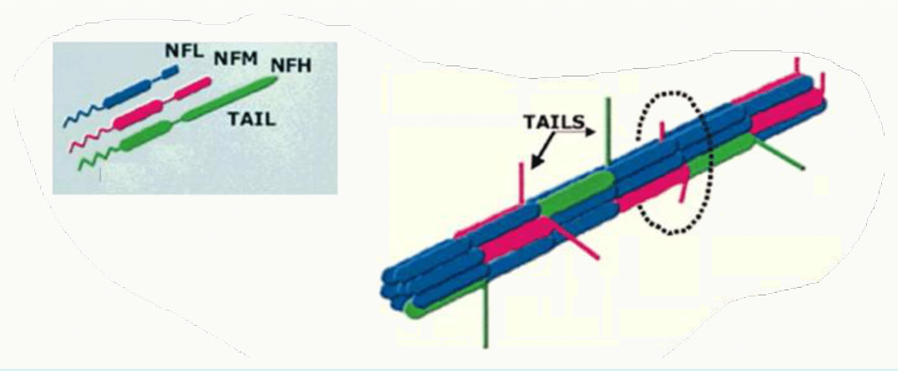 Les trois sous-unités des neurofilaments, NFL, NFM et NFH, et leurs domaines terminaux