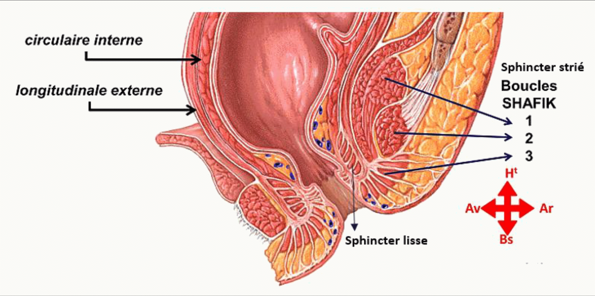 Sphincters anal interne lisse et externe strié et boucles de Shafik
