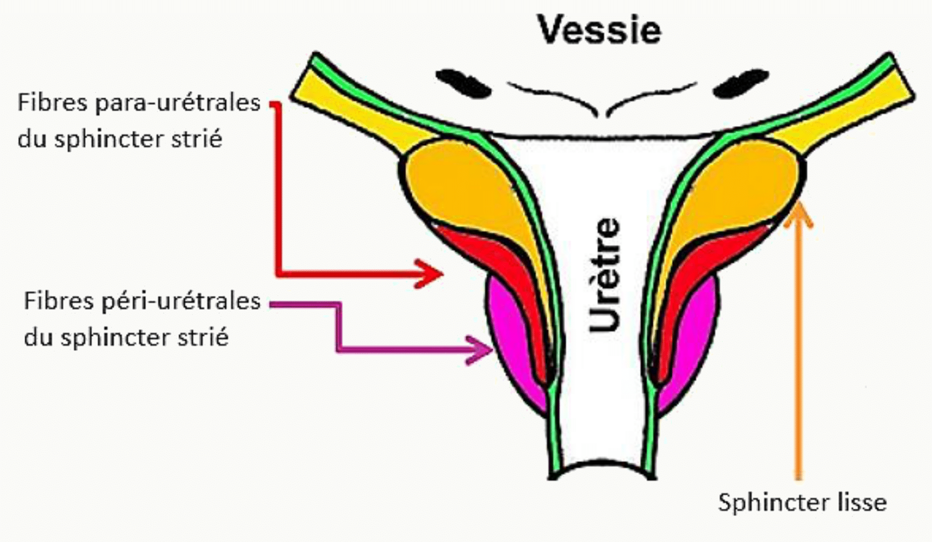 Sphincter strié et sphincter lisse de l'urètre, fibres péri-urétrales et para-urétrales