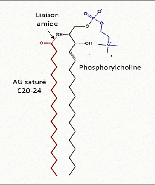 Sphingomyéline associant un céramide et une phosphorylcholine