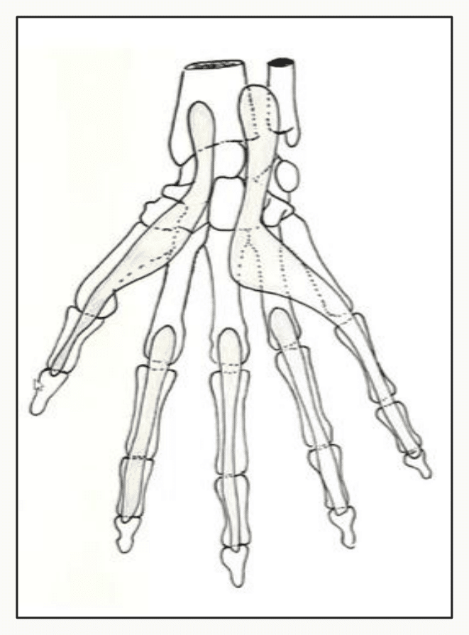 Squelette de la main et insertions des tendons extenseurs et fléchisseurs