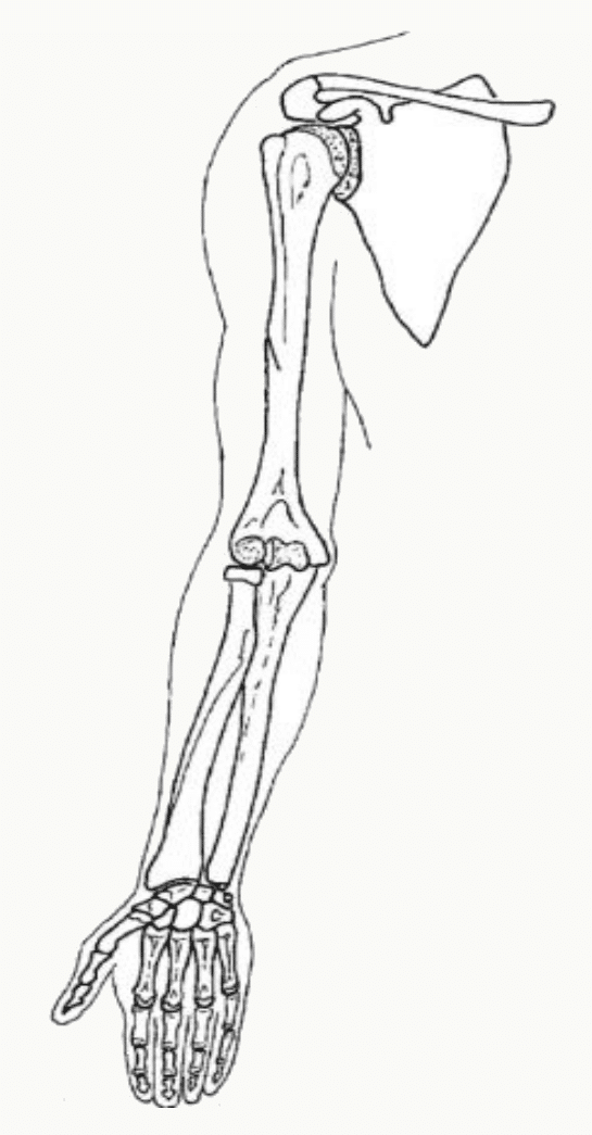Squelette complet du membre supérieur, de la ceinture scapulaire à la main