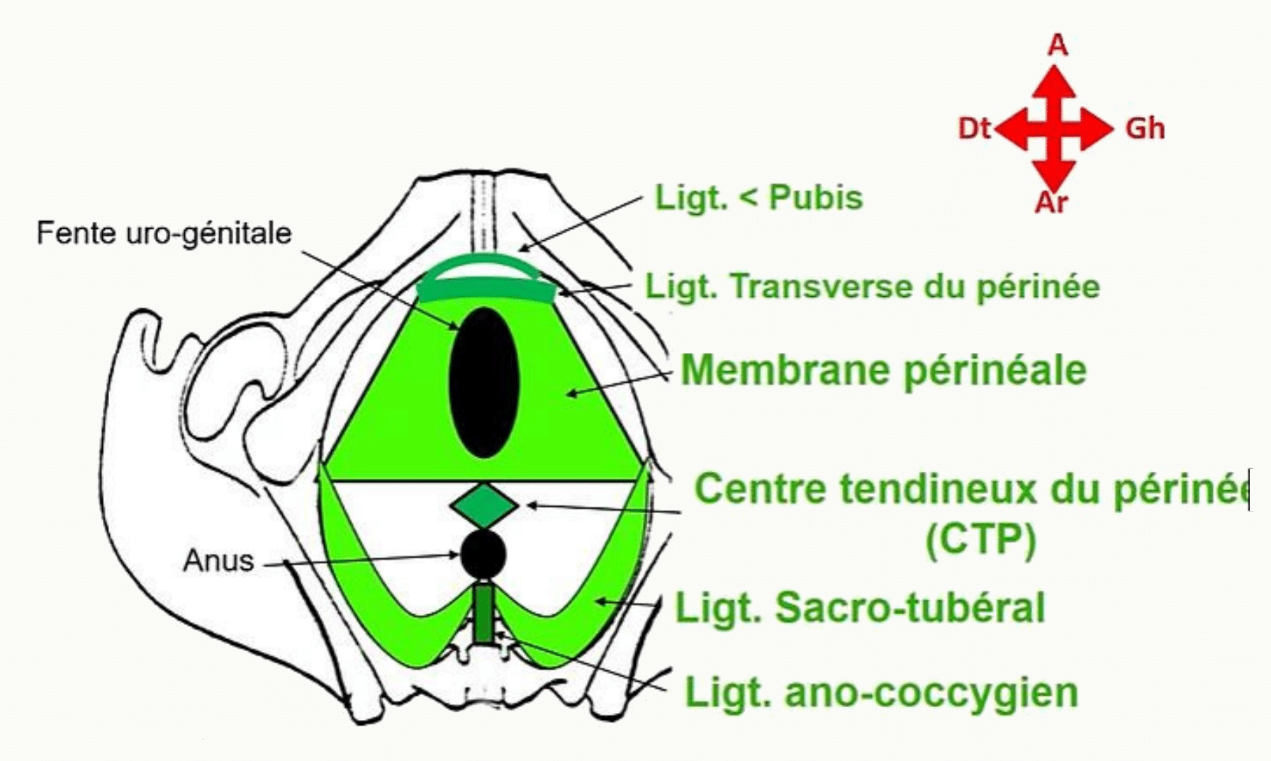 Squelette fibreux du périnée : ligaments pubien, transverse, sacro-tubéral, ano-coccygien et centre tendineux