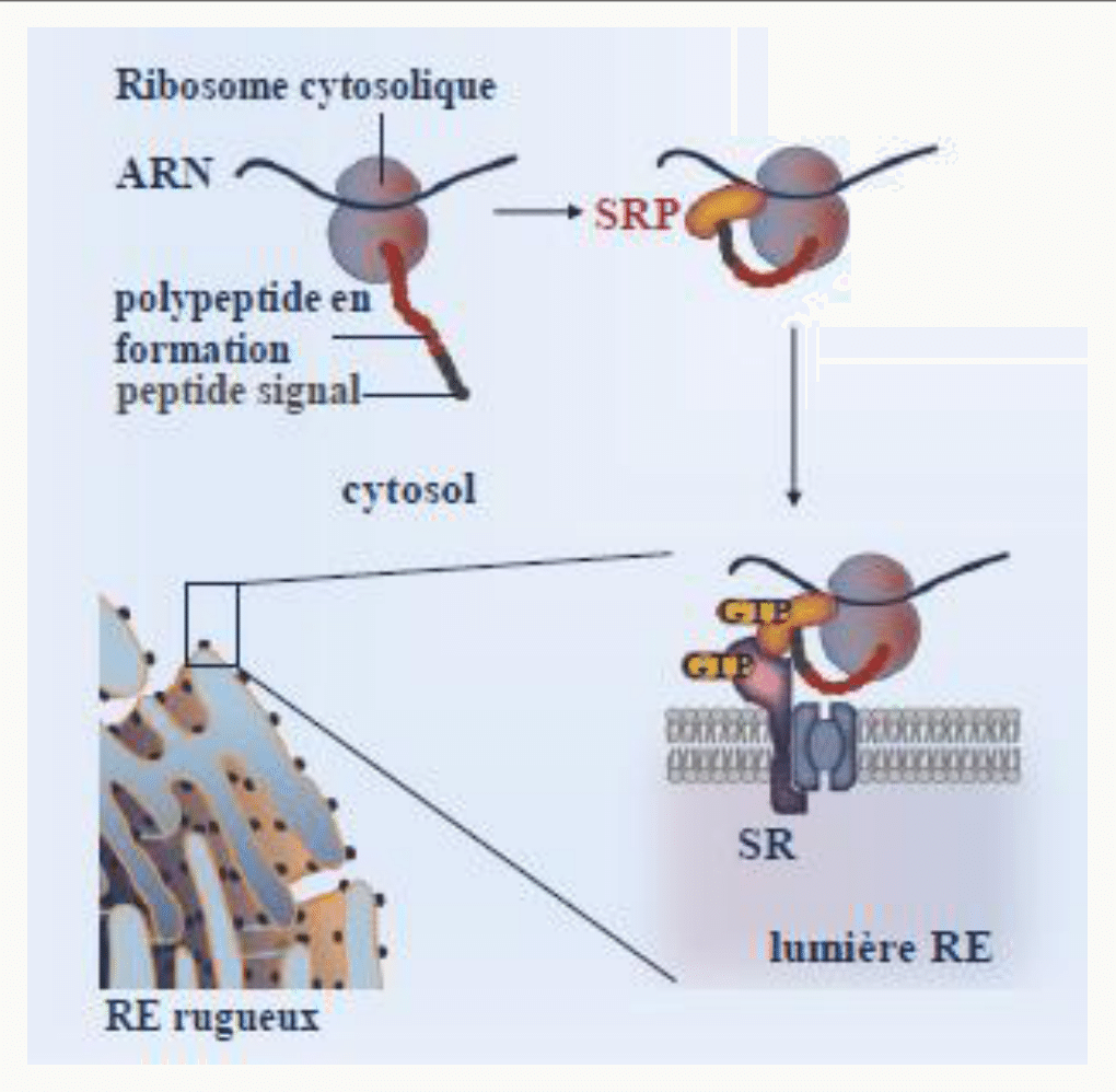 Particule SRP reconnaissant le peptide signal et amarrage au récepteur SR du réticulum