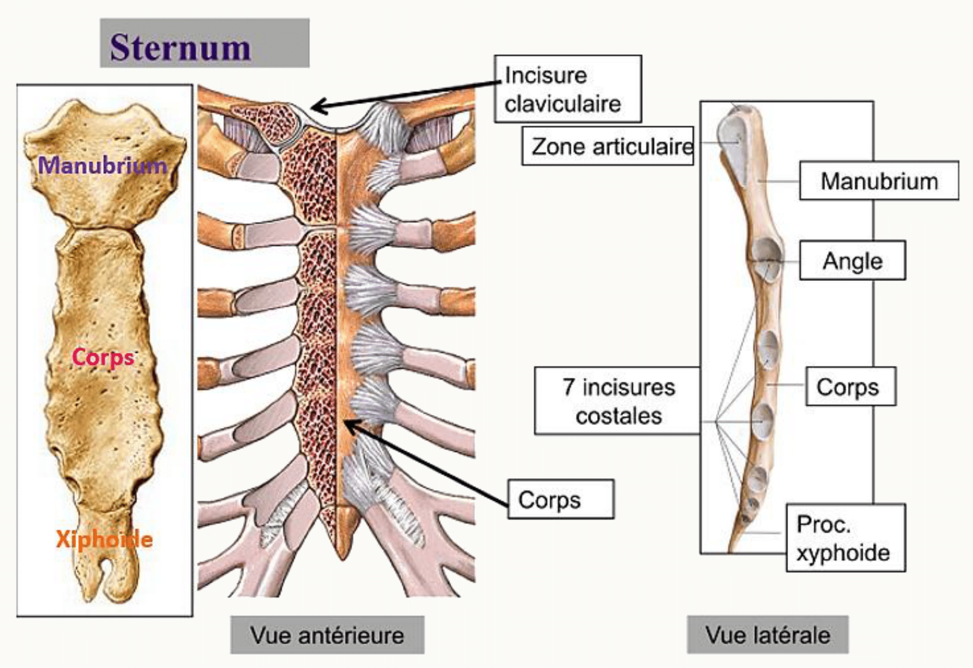 Sternum en vues antérieure et latérale : manubrium, corps, processus xiphoïde et incisures costales