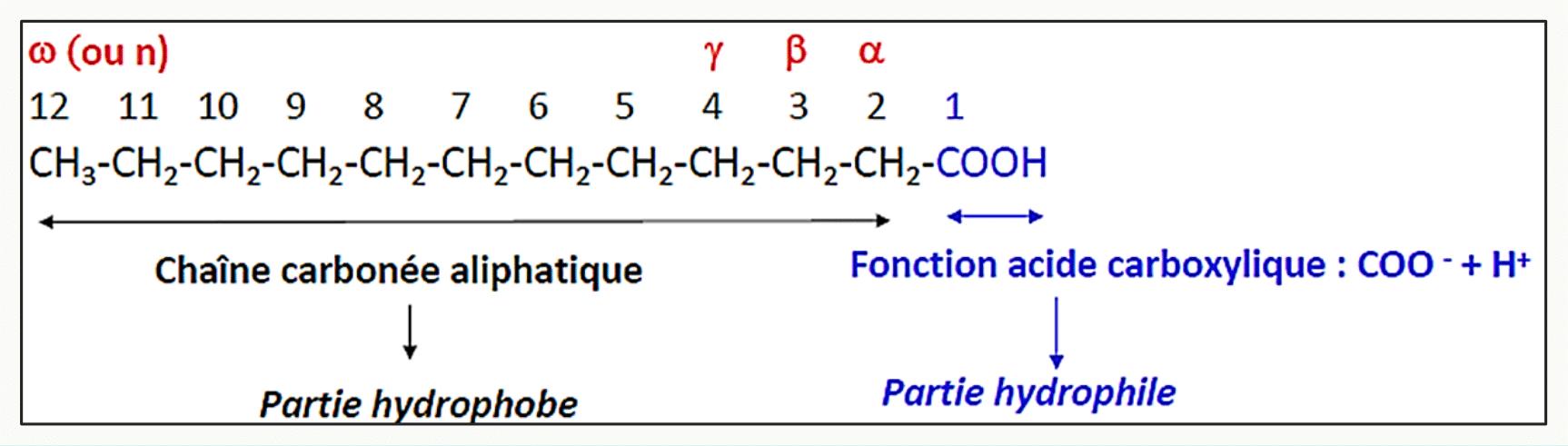 Structure d'un acide gras : longue chaîne carbonée hydrophobe terminée par une fonction carboxyle hydrophile