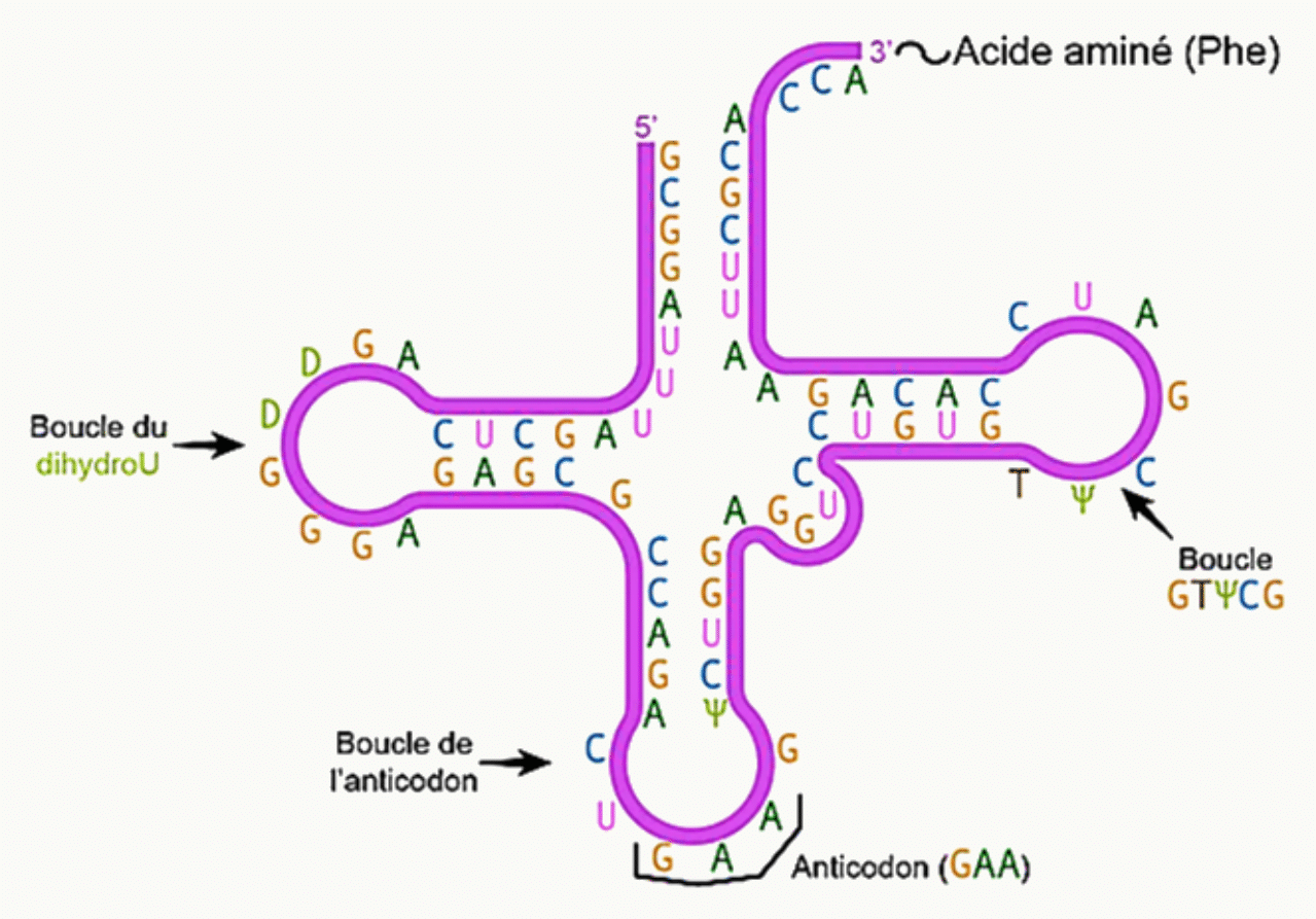 Structure en trèfle de l'ARN de transfert avec sa boucle anticodon et son acide aminé en 3'