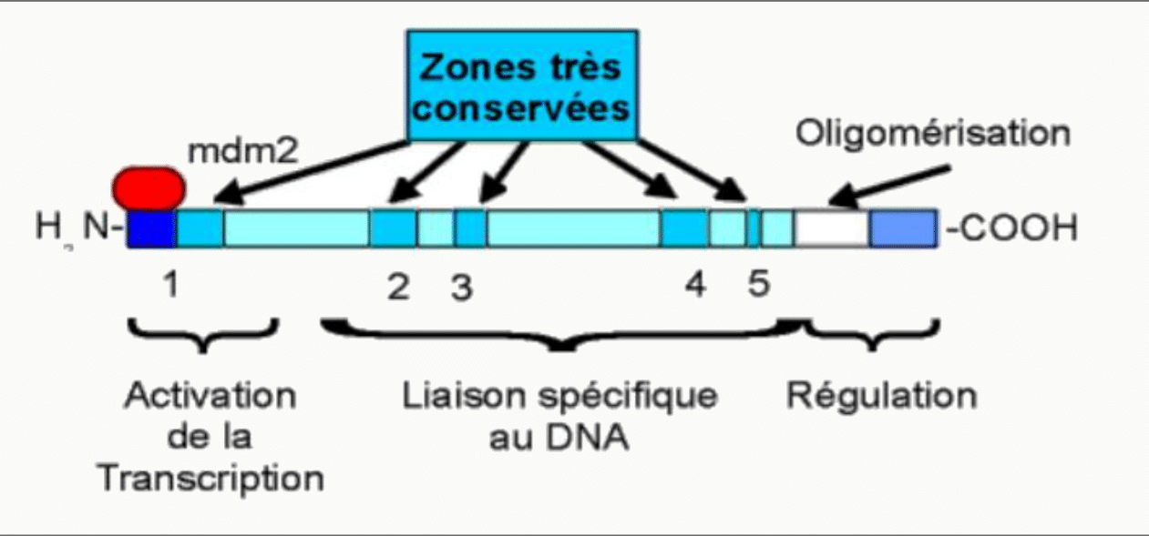 Structure de la protéine p53 et ses domaines : activation de la transcription, liaison à l'ADN, oligomérisation et régulation