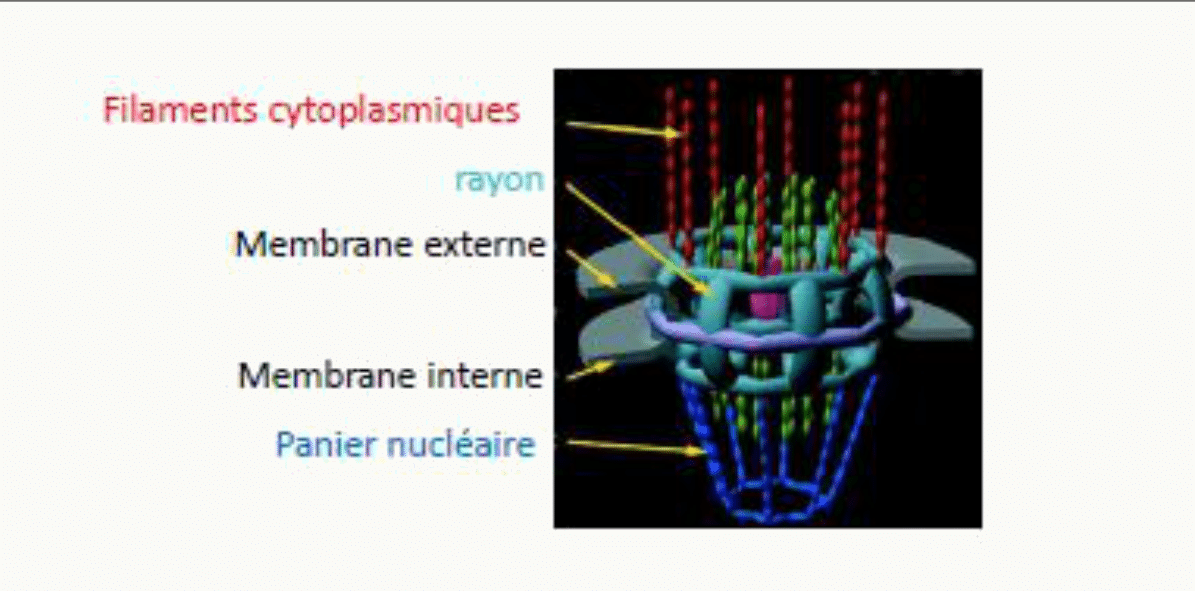 Structure d'un pore nucléaire : filaments cytoplasmiques, rayons et panier nucléaire