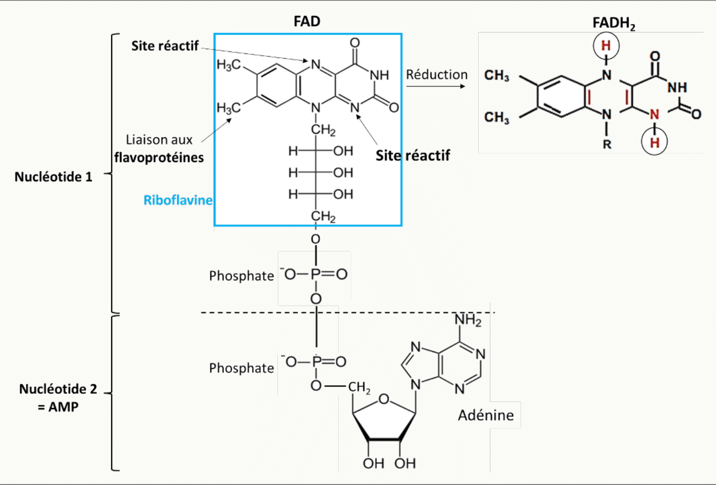 Structure du FAD : noyau riboflavine, ribitol, phosphates et adénine, avec le site réactif