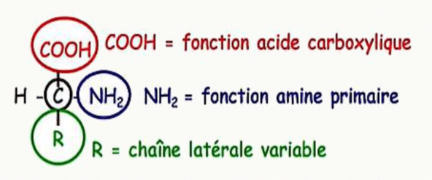 Structure générale d'un acide aminé avec sa fonction acide carboxylique, sa fonction amine et sa chaîne latérale