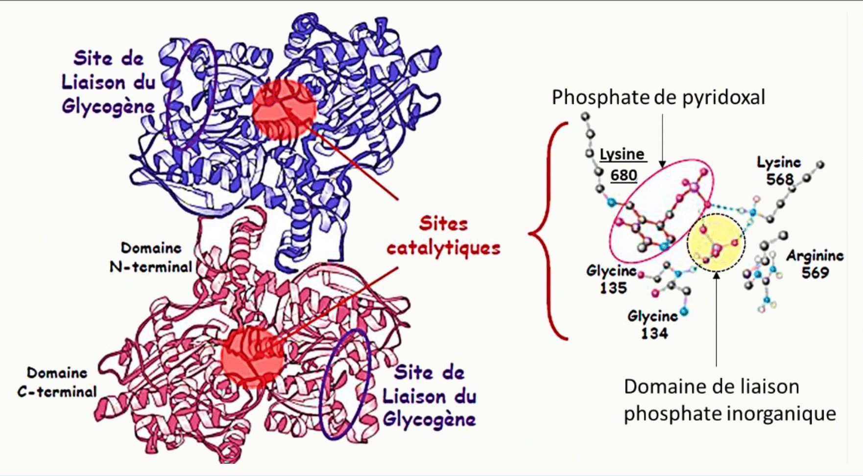 Structure de la glycogène phosphorylase avec son site catalytique et son site de liaison au glycogène