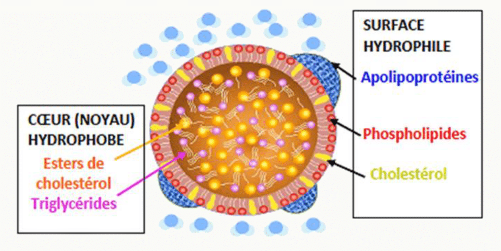 Structure d'une lipoprotéine : cœur hydrophobe de triglycérides et d'esters de cholestérol, surface de phospholipides et d'apolipoprotéines