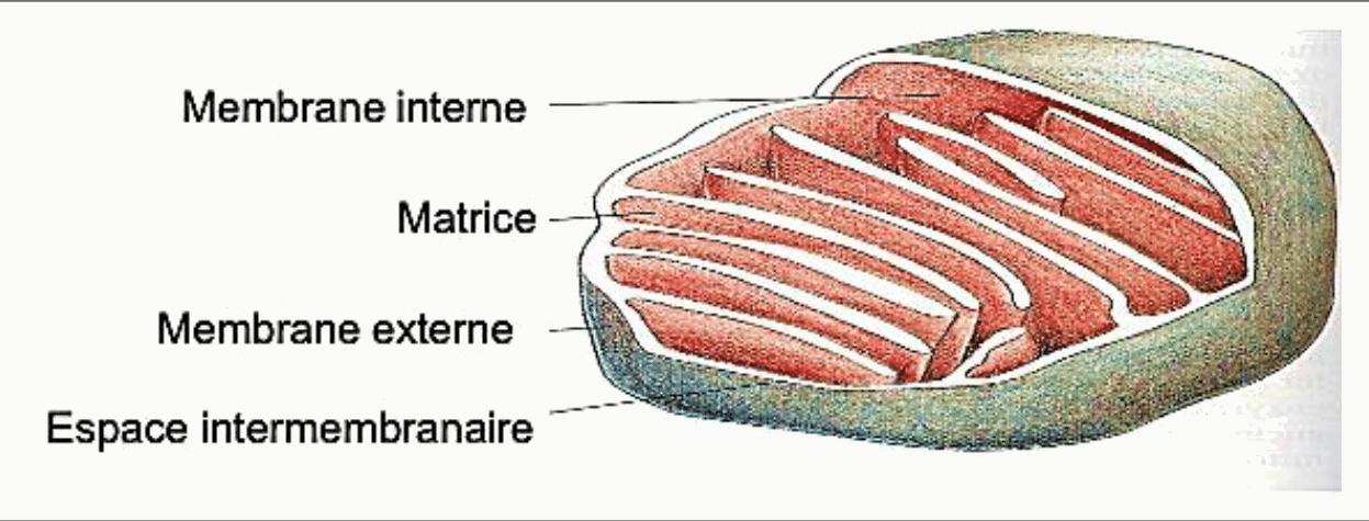 Structure d'une mitochondrie : membrane externe, membrane interne plissée en crêtes, espace intermembranaire et matrice