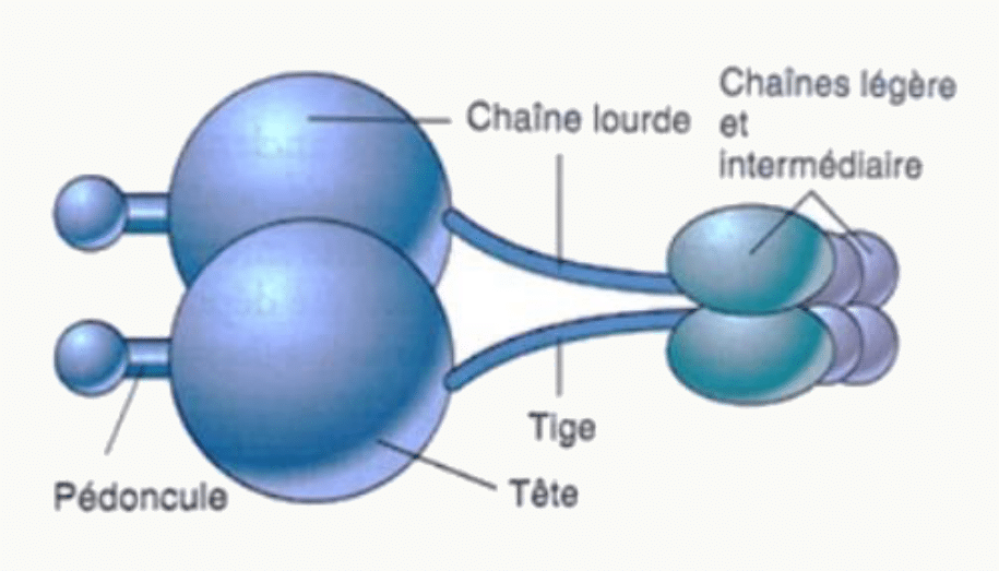 Structure d'un moteur moléculaire : têtes, chaînes lourdes, tige et pédoncule de fixation de la cargaison