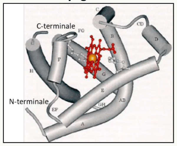 Structure de la myoglobine en représentation en ruban, avec son hème logé entre les hélices