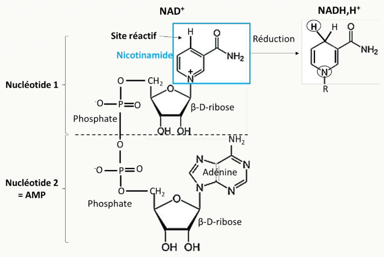 Structure du NAD+ : nicotinamide, riboses, phosphates et adénine, avec le site réactif