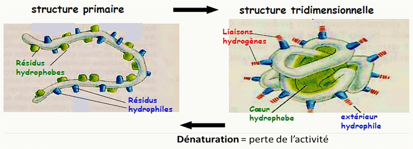 Passage de la structure primaire à la structure tridimensionnelle d'une protéine, et dénaturation