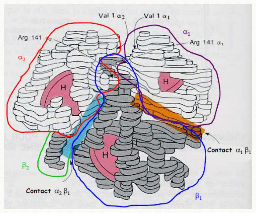 Structure quaternaire de l'hémoglobine et contacts entre ses sous-unités alpha et bêta