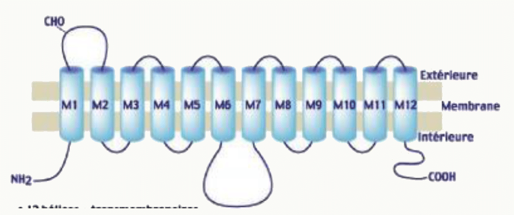 Structure d'un transporteur membranaire à douze hélices transmembranaires, extrémités NH2 et COOH cytosoliques