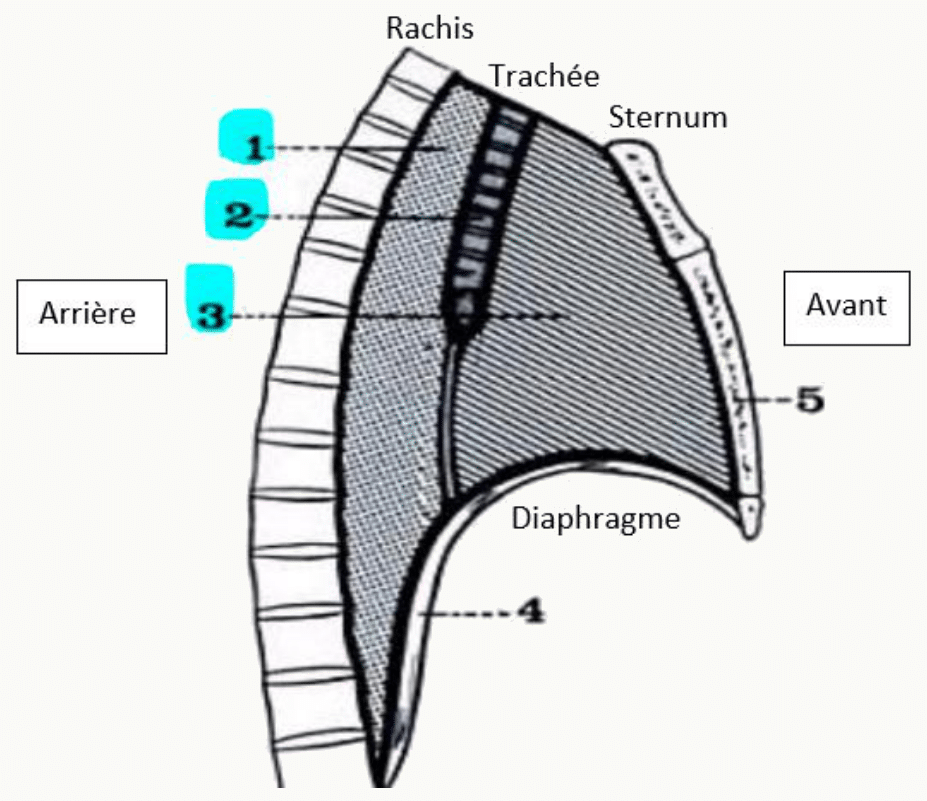 Subdivisions du médiastin entre le rachis en arrière et le sternum en avant