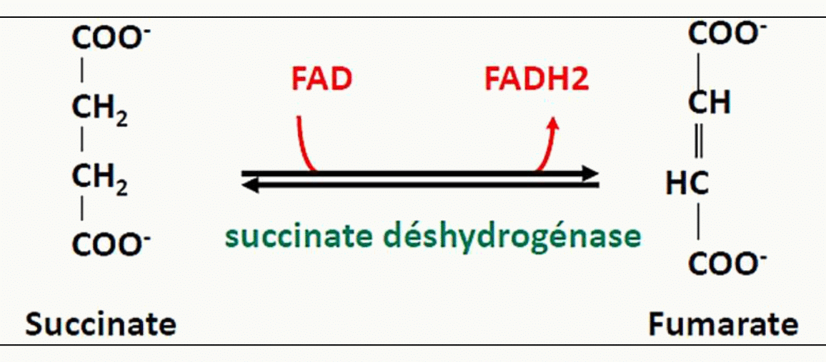 Oxydation du succinate en fumarate par la succinate déshydrogénase avec réduction du FAD