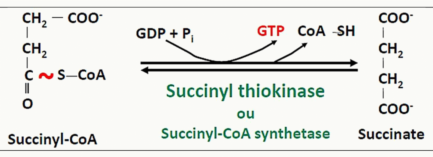 Conversion du succinyl-CoA en succinate par la succinyl thiokinase avec formation de GTP