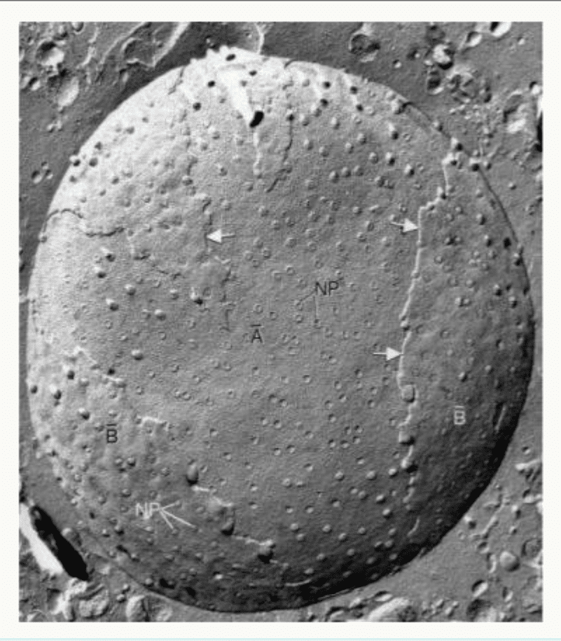 Surface d'un noyau criblée de pores nucléaires, en microscopie à balayage