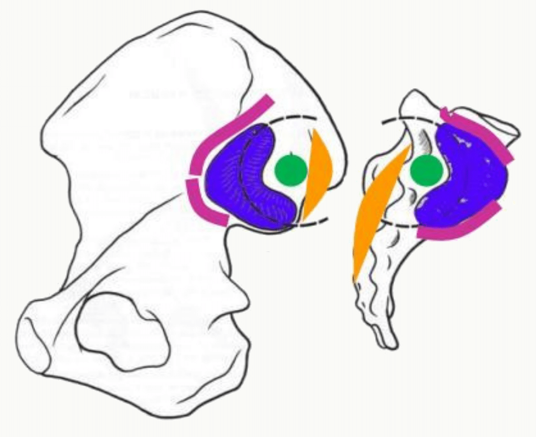 Surfaces auriculaires en regard sur le sacrum et sur l'os coxal