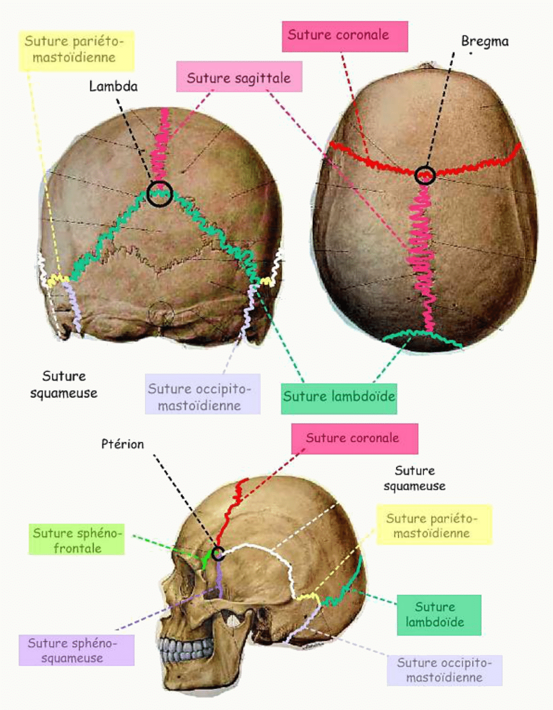 Sutures du crâne et points de jonction : bregma, lambda, ptérion et astérion