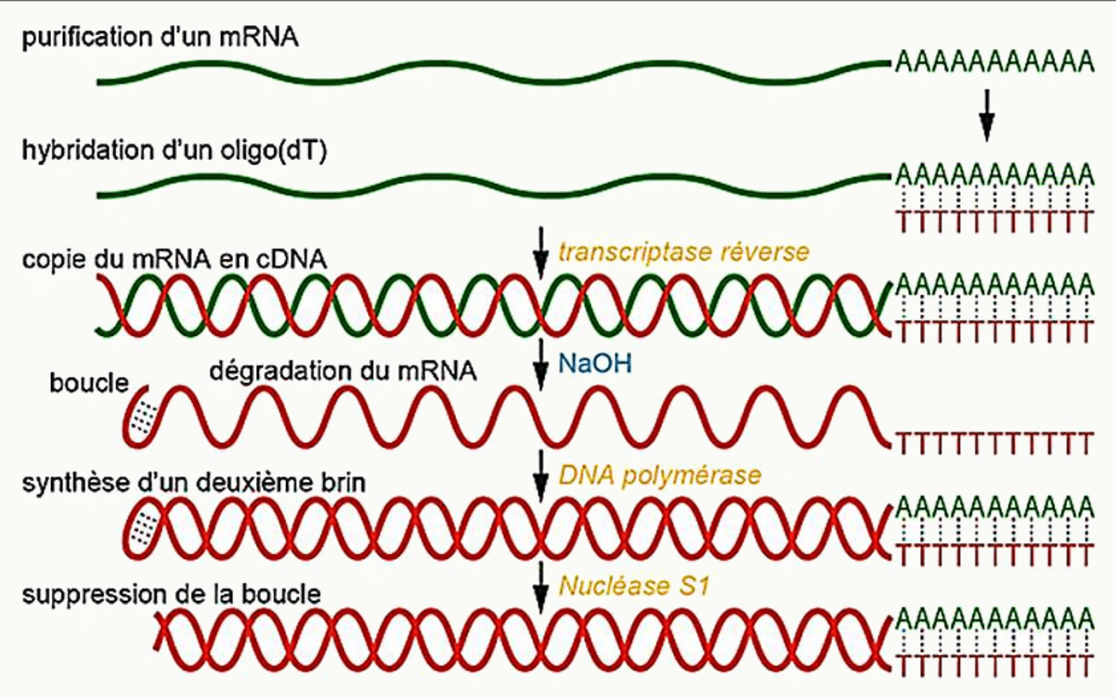 Synthèse d'un ADN complémentaire à partir d'un ARNm purifié par oligo(dT) et copié par la transcriptase inverse