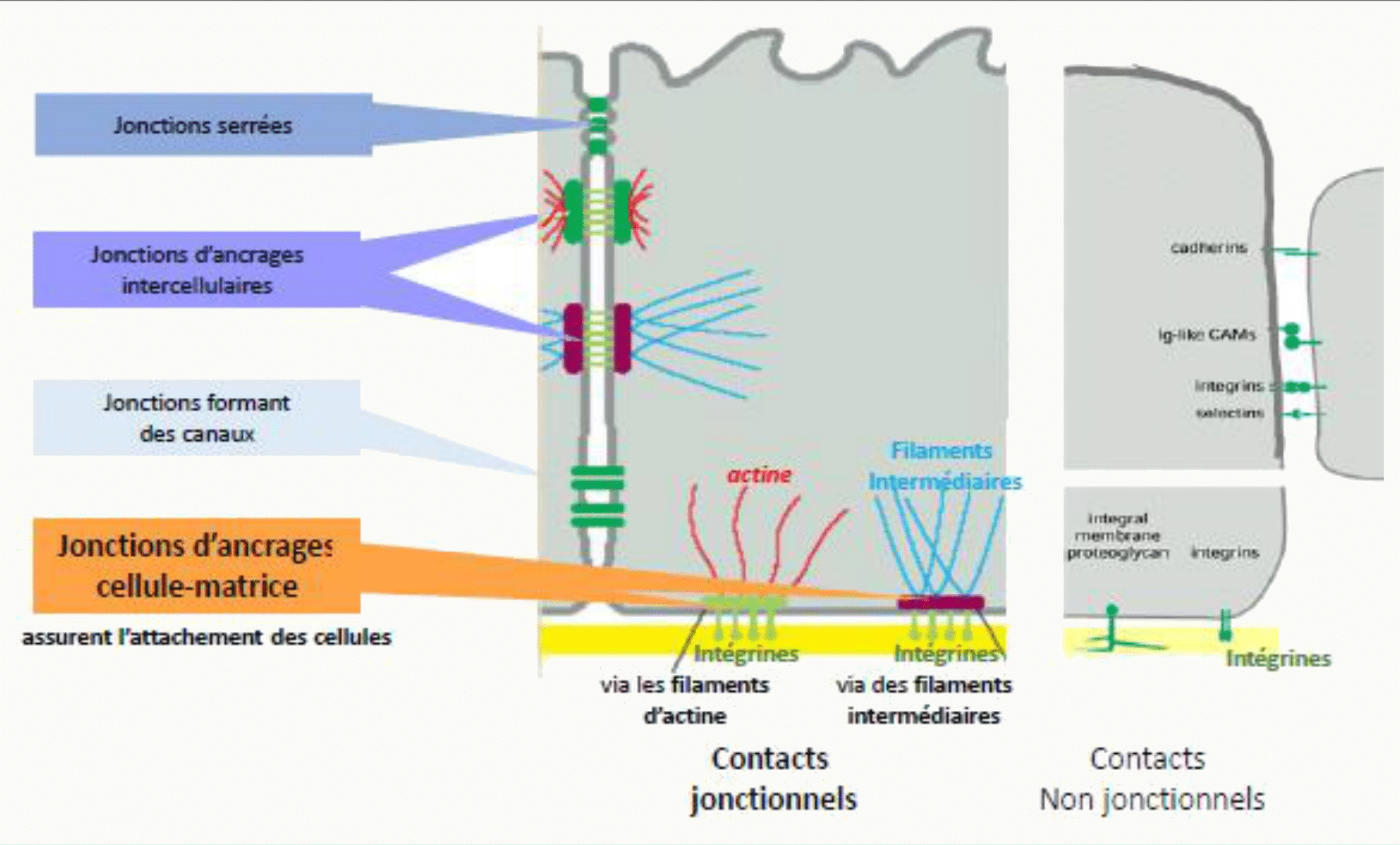 Synthèse des jonctions et des contacts d'une cellule épithéliale