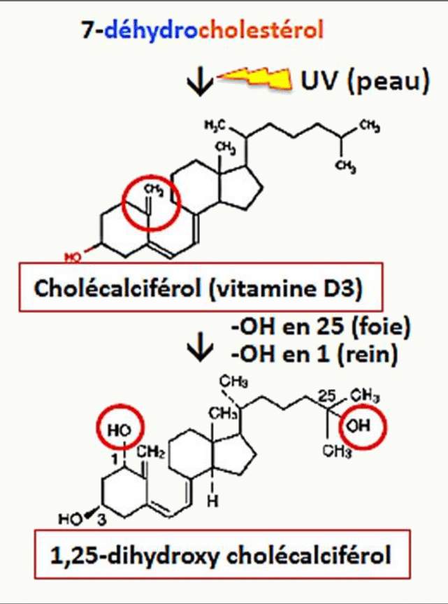 Synthèse de la vitamine D : du 7-déhydrocholestérol au cholécalciférol sous UV, puis hydroxylations au foie et au rein