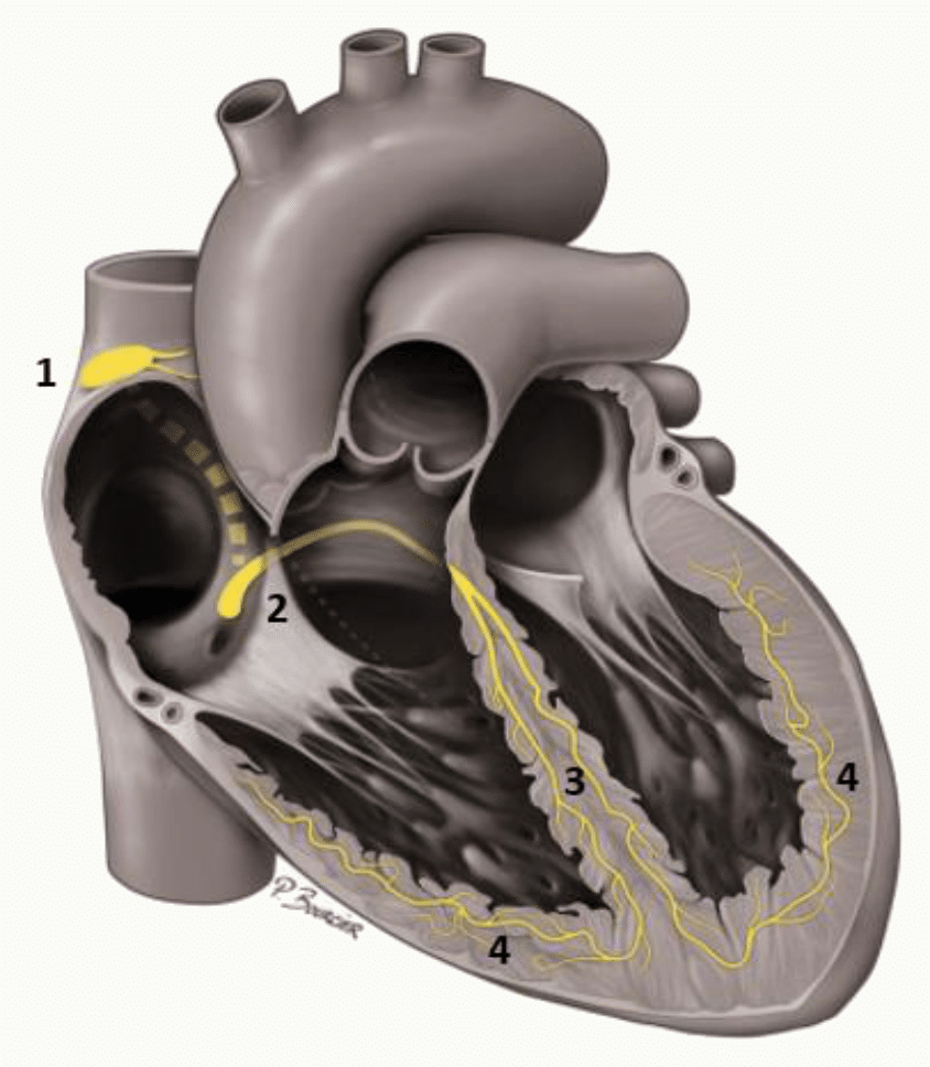 Système de conduction du cœur et vascularisation coronaire