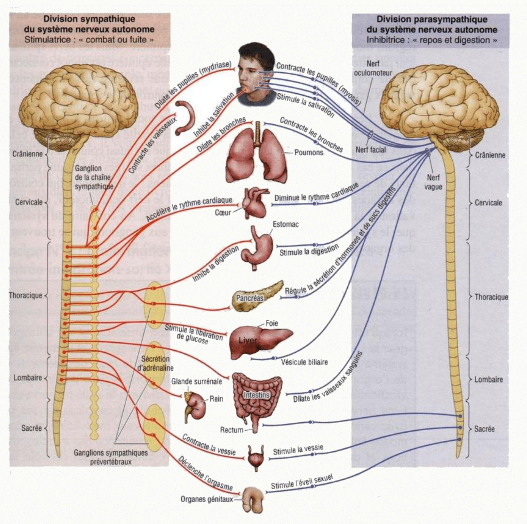 Systèmes sympathique et parasympathique et leurs effets sur les organes cibles