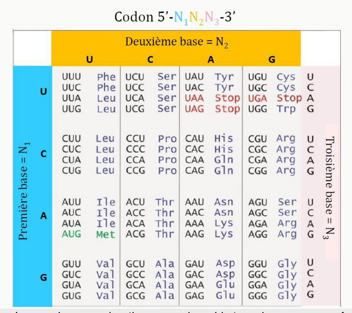 Tableau du code génétique donnant l'acide aminé correspondant à chacun des 64 codons