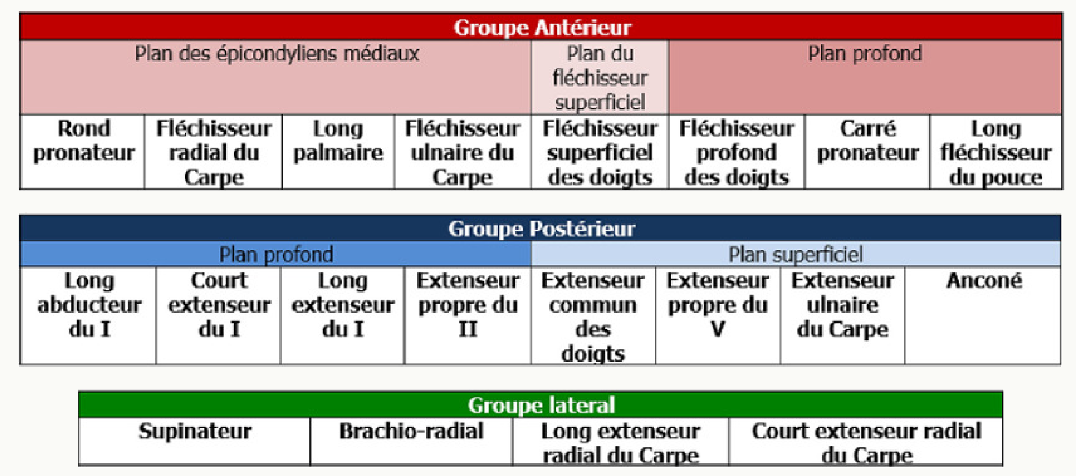 Tableau des muscles de l'avant-bras répartis par groupes et par plans