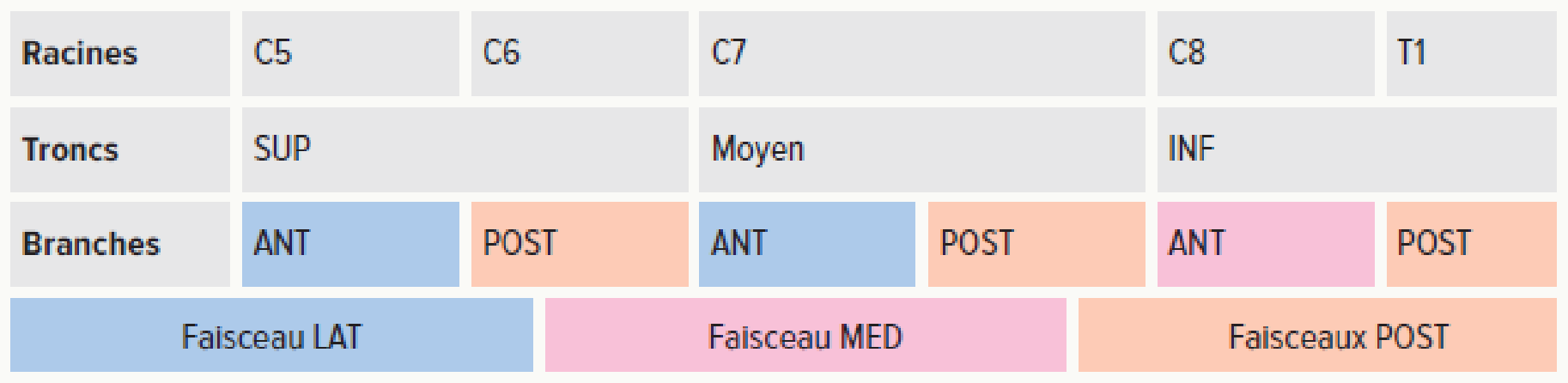 Tableau des racines, troncs, divisions et faisceaux du plexus brachial