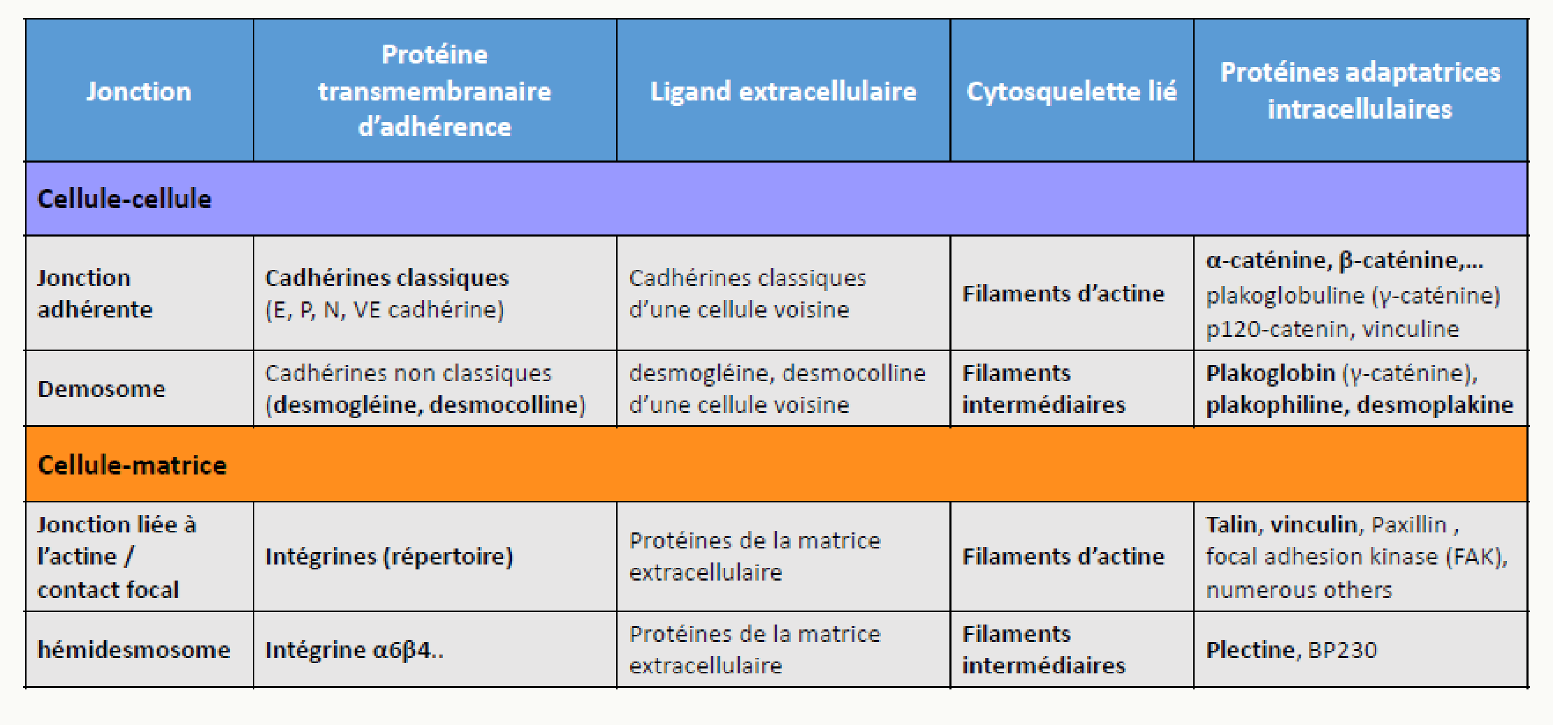 Tableau récapitulatif des jonctions : protéines d'adhérence, ligand, cytosquelette et protéines adaptatrices