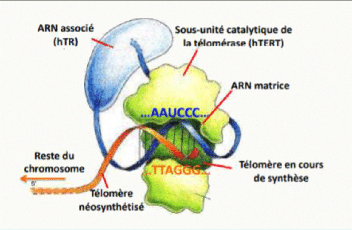 Télomérase avec son ARN matrice hTR et sa sous-unité catalytique hTERT synthétisant le télomère