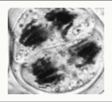 Télophase de méiose observée au microscope