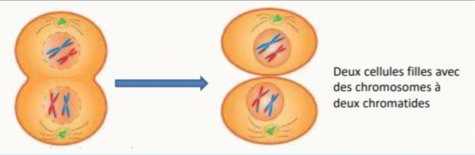 Télophase I donnant deux cellules filles dont les chromosomes gardent leurs deux chromatides